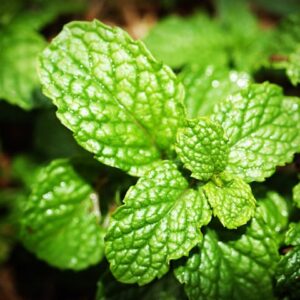 Feuilles de menthe pour imager l'arôme mentholé du Eliquide DIY